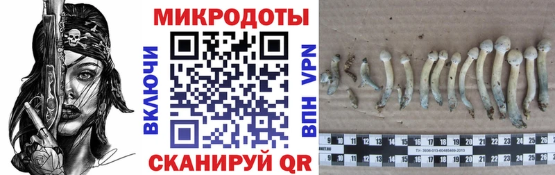 Псилоцибиновые грибы Psilocybe Удомля
